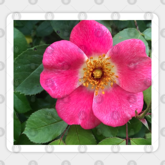 Radiant Pink Rock Rose Sweetness Sticker by Photomersion